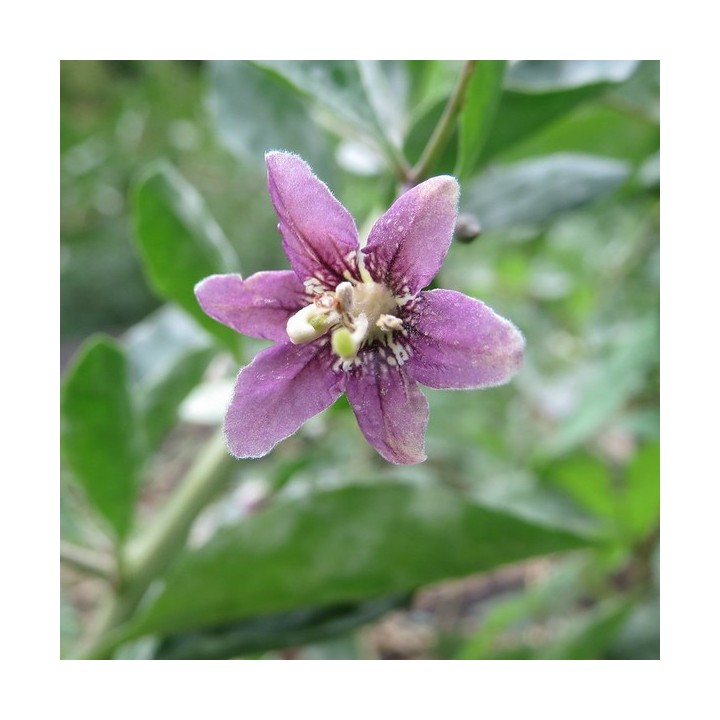 Goji berry - 30 seeds