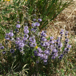 English Pennyroyal - 500 seeds