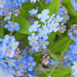 Woodland Forget-Me-Not, Blue seeds