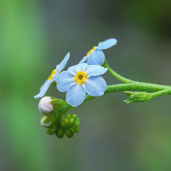 Woodland Forget-Me-Not, Blue - 100 seeds