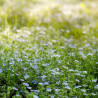 Woodland Forget-Me-Not, Blue - 100 seeds