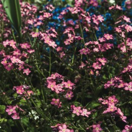 Myosotis sylvatica compacta 'Victoria Pink' seeds