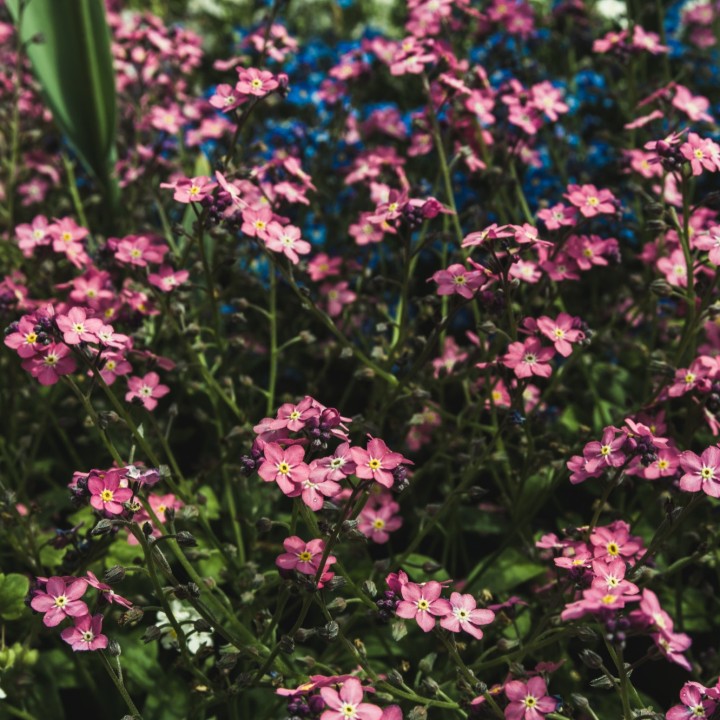 Myosotis sylvatica compacta 'Victoria Pink' seeds
