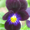 viola negra pensamiento semillas