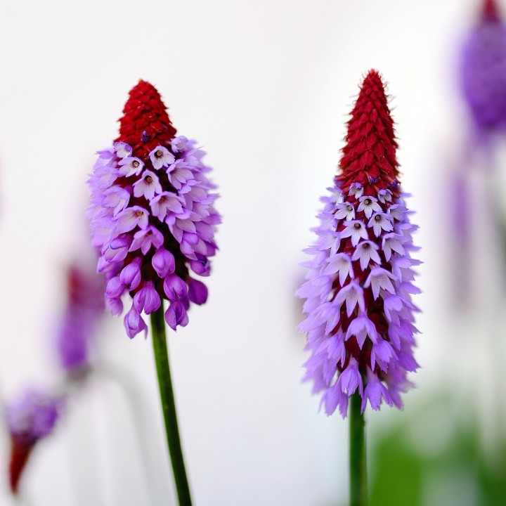 primula vialii seeds
