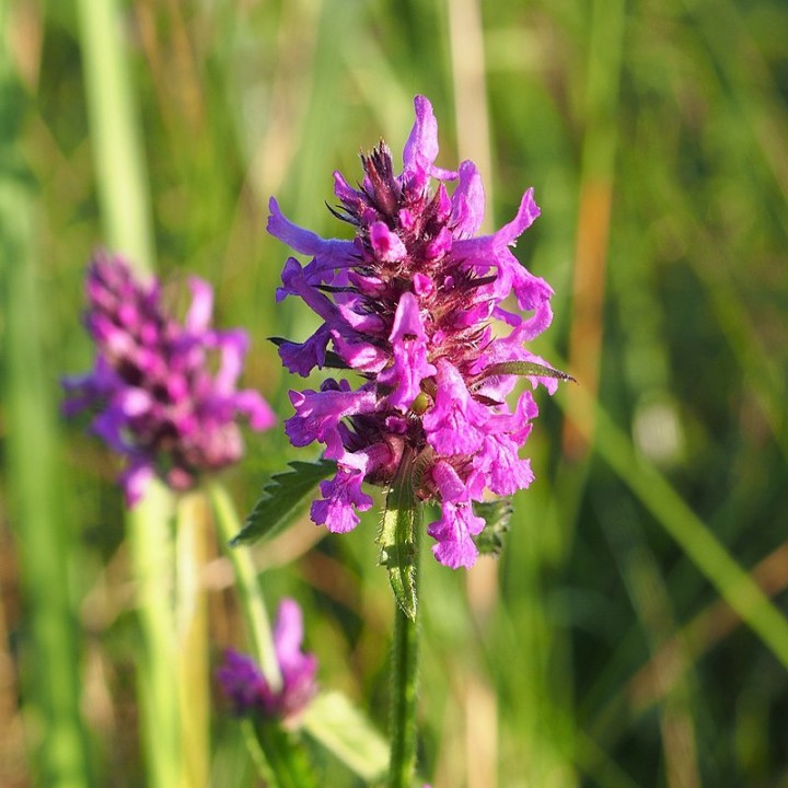 stachys officinalis seeds