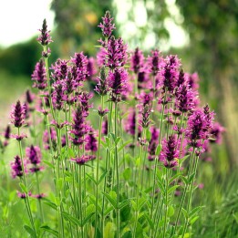 Betony seeds