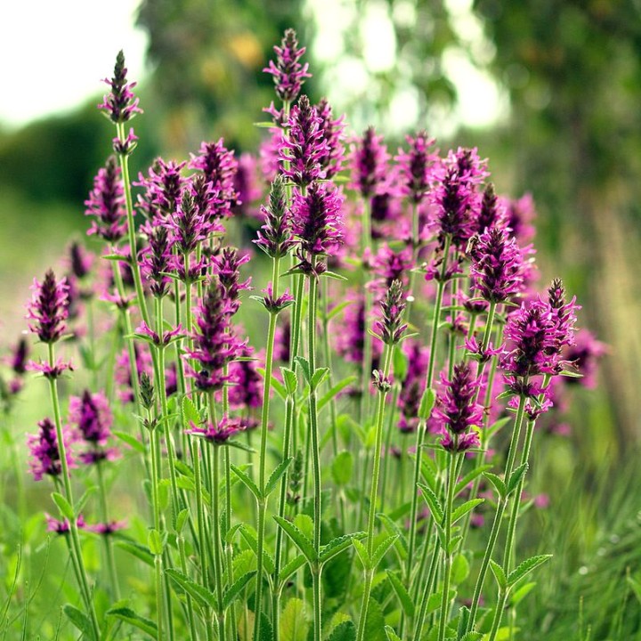Betony seeds