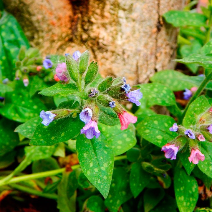pulmonaria officinalis seeds