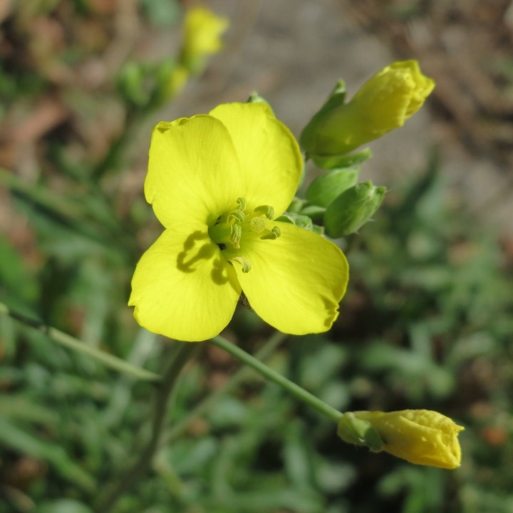 Arugula or Perennial wall-rocket, seeds to sow | Online shop