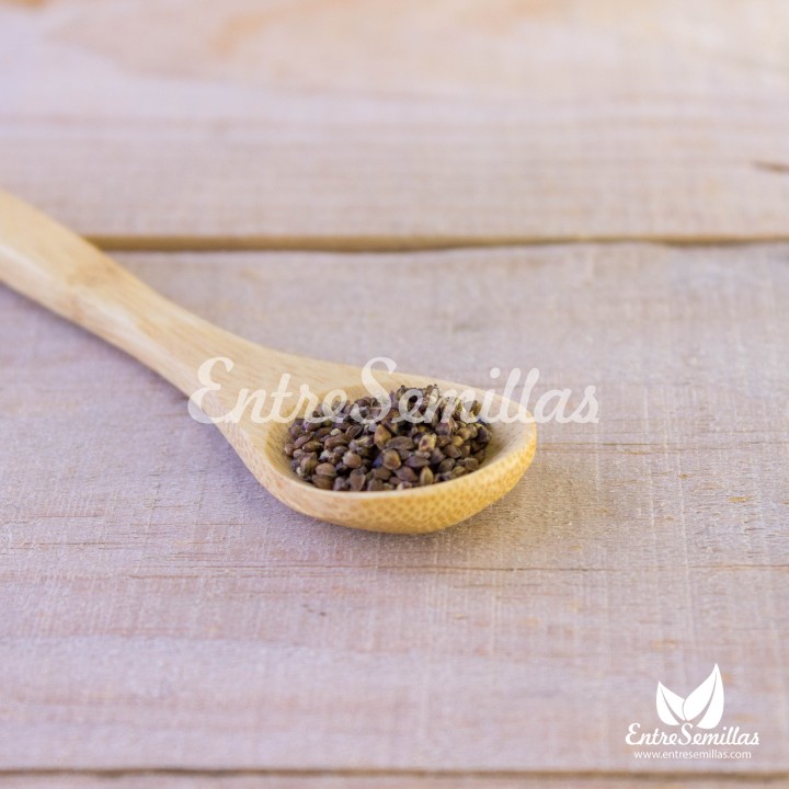 semillas de sanguisorba para sembrar