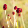 Sanguisorba off seeds