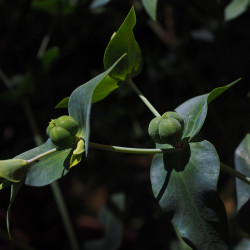 Caper spurge - 10 seeds