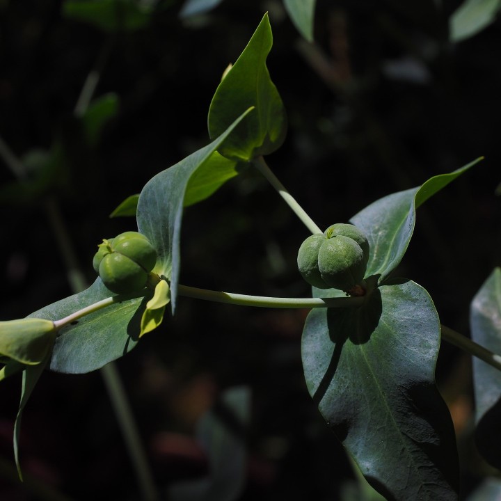 Gopher Spurge seeds