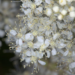 Meadowsweet - 300 seeds