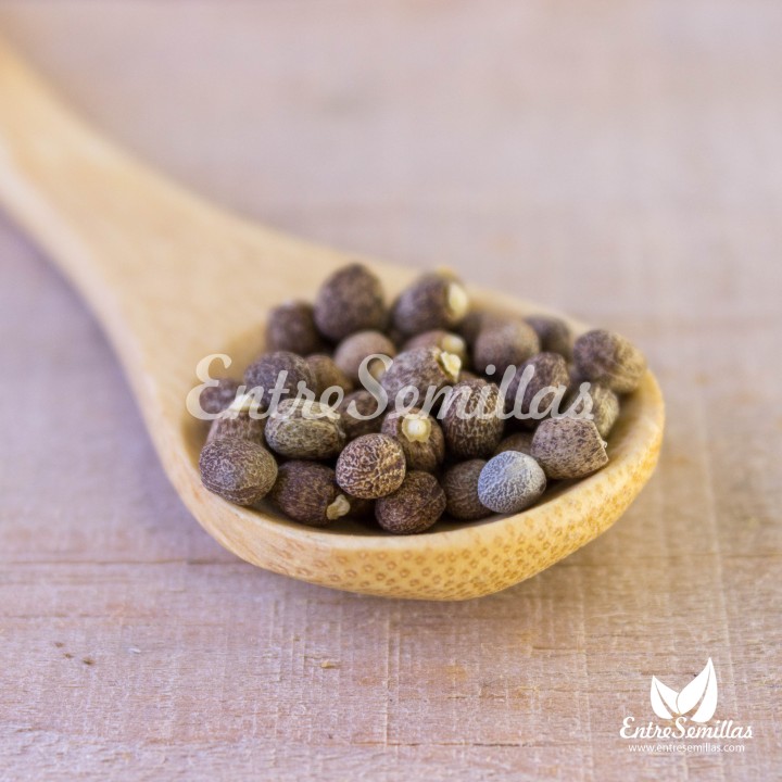 Gopher Spurge seeds