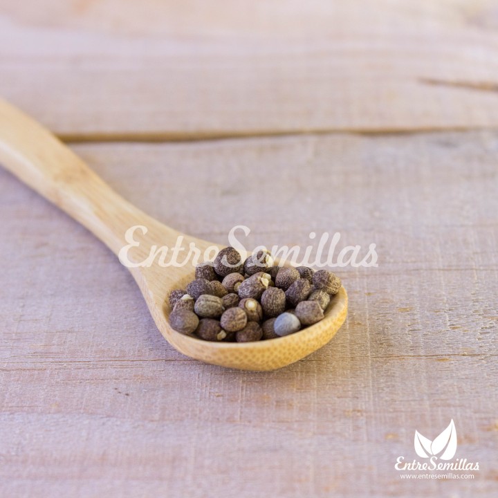 Gopher Spurge seeds