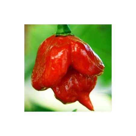 Chile Trinidad Scorpion Butch T - Sobre 8 semillas