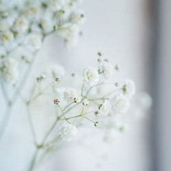 velo de novia flores blancas bodas