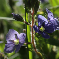 flores moradas sembrar