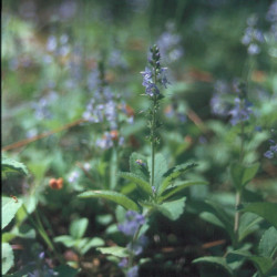 Speedwell - 1000 sementes