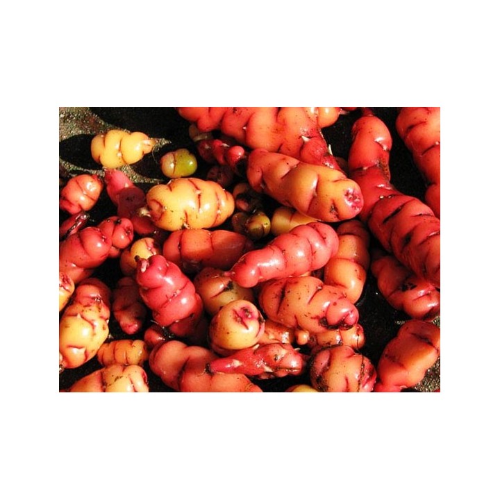 Oca / Papa oca - 2 tubérculos