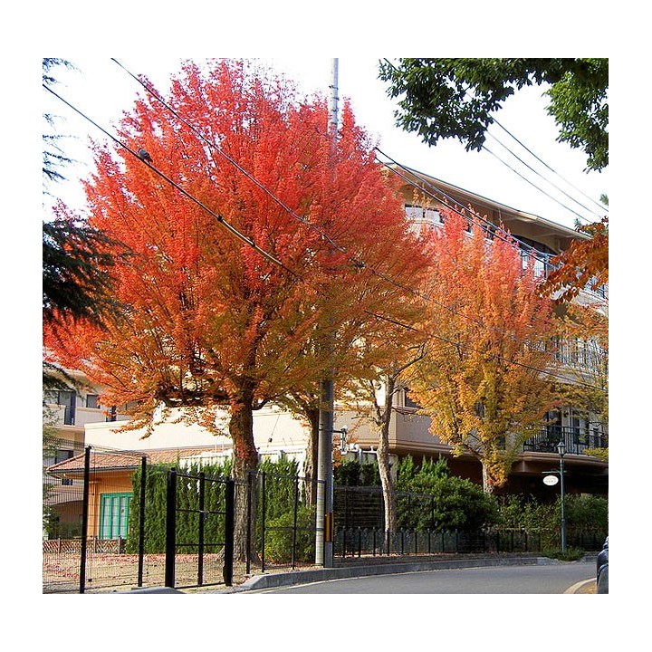 Acer buergerianum / Arce tridente - Sobre 10 semillas