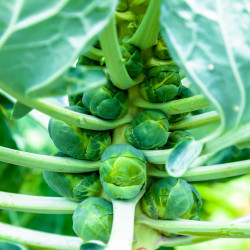 Brussels sprouts - 150 seeds