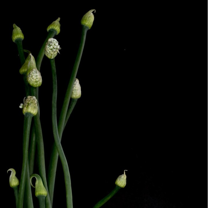 semillas cebollino