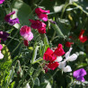 sweet pea seeds