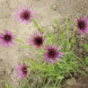 Salsify - 12 seeds