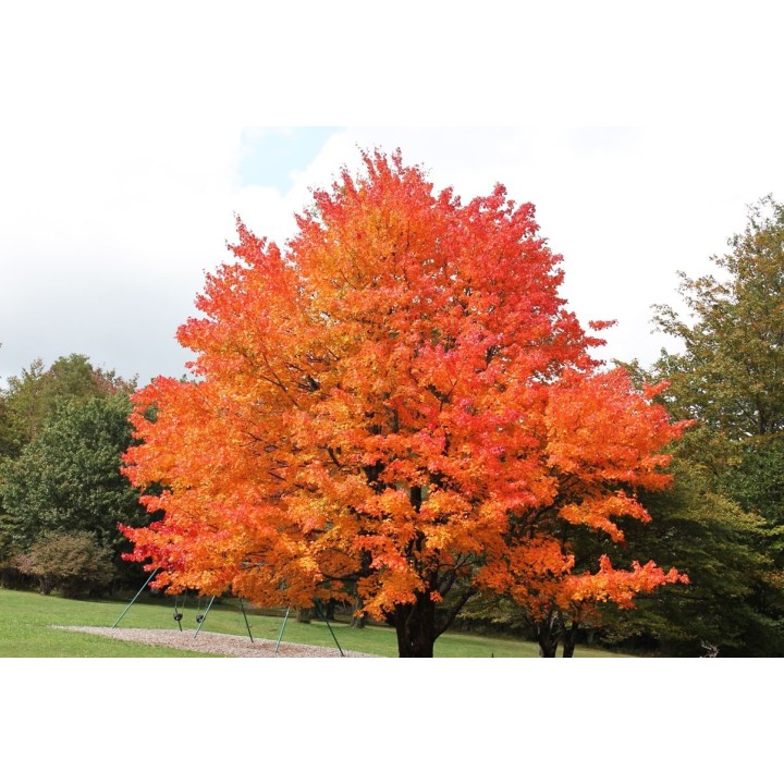 Arce azucarero / Acer saccharum - Sobre 8 semillas