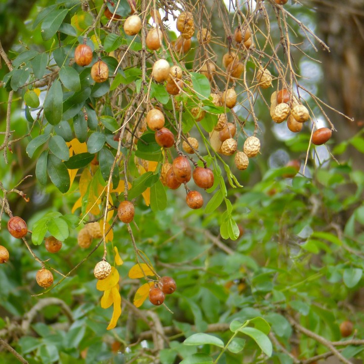 African ebony - 8-10 seeds