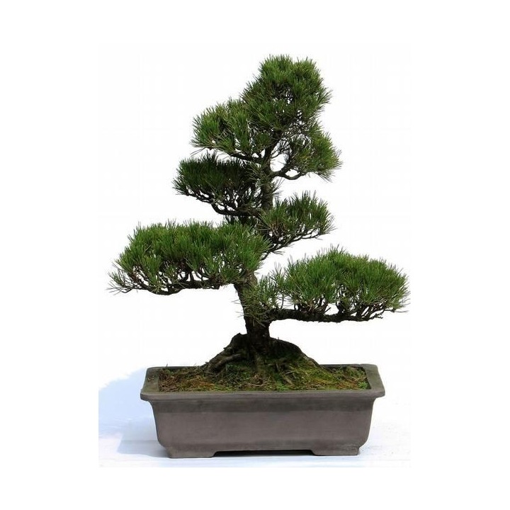 Pino negro Japonés / Pinus Thunbergii - Sobre 15 semillas