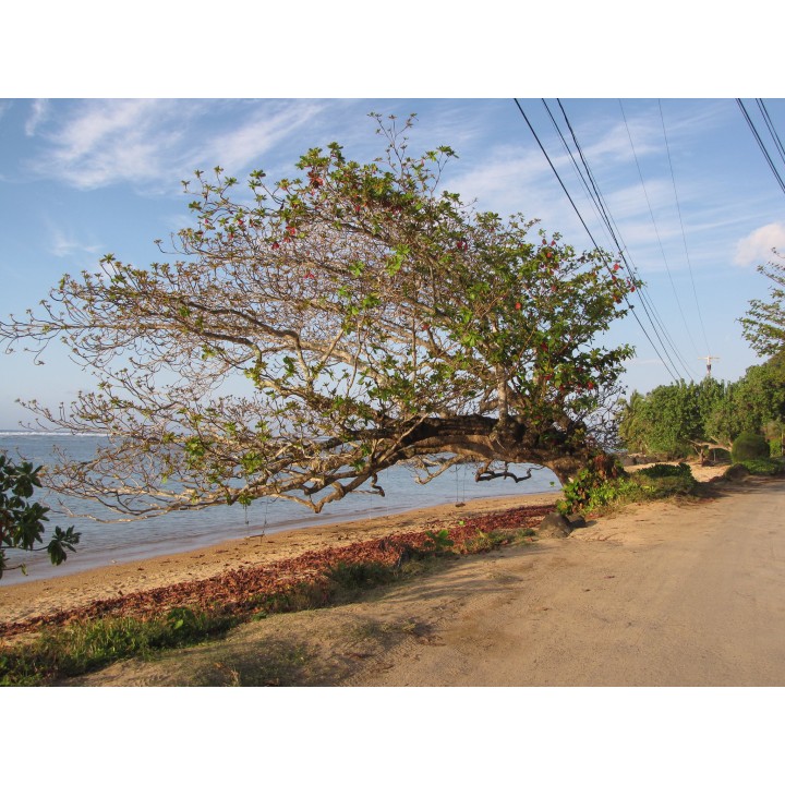 Indian almond - 1 seed