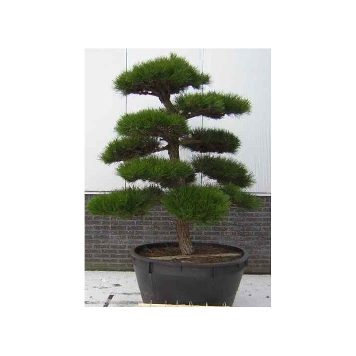 Pino negro Japonés / Pinus Thunbergii - Sobre 15 semillas