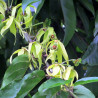 Ylang -Ylang - 5 seeds