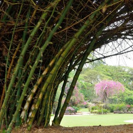 Indian spiny bamboo - Seeds