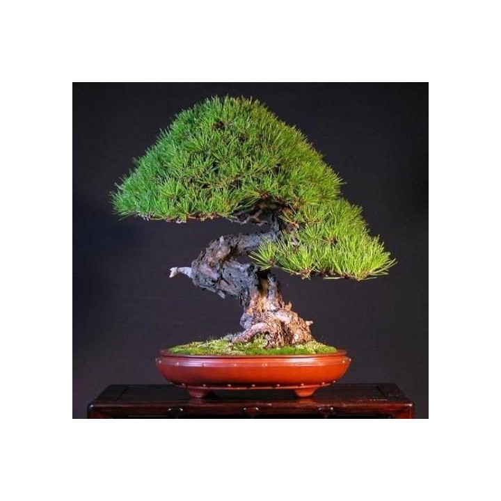 Pino rojo japonés / Pinus densiflora - Sobre 10 semillas