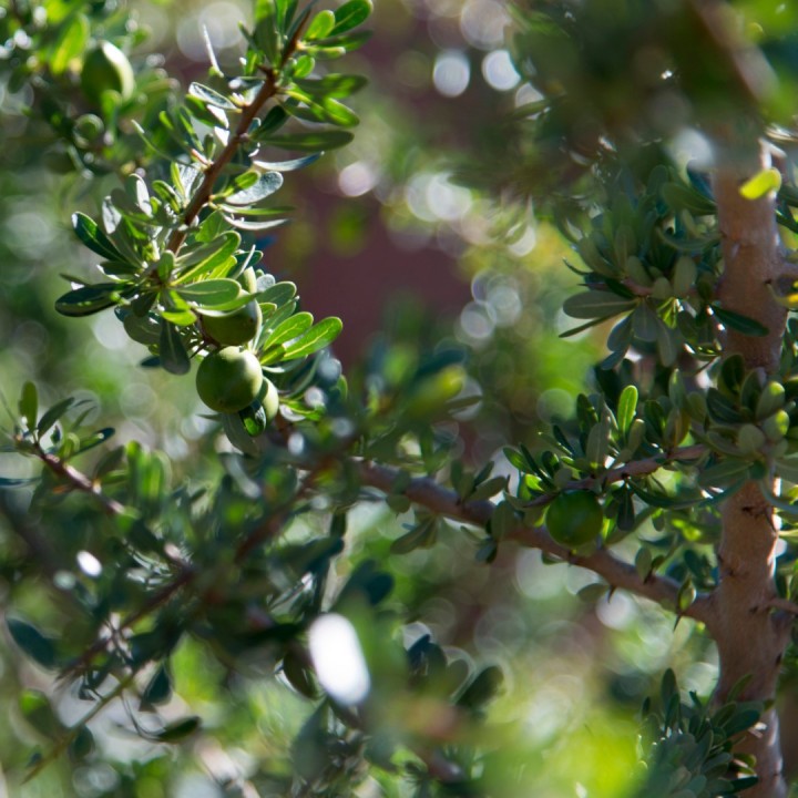 Argan - Seeds