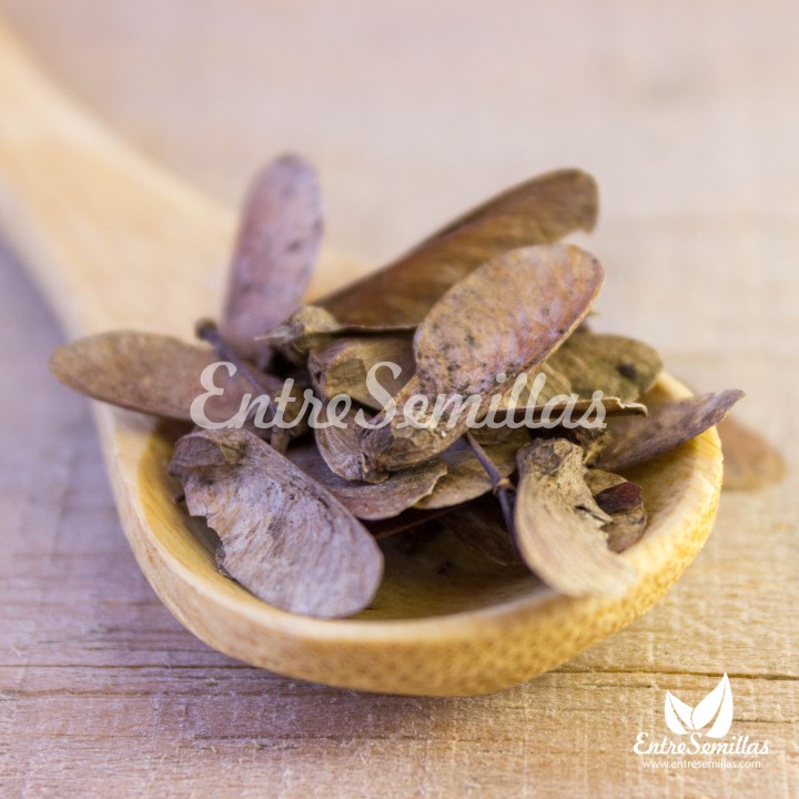 Japanese maple, Dissectum - 10 seeds