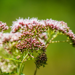 semillas de flores asclepias algodoncillo mejico