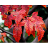 Acer ginnala 'Flame' - Sobre 10 semillas