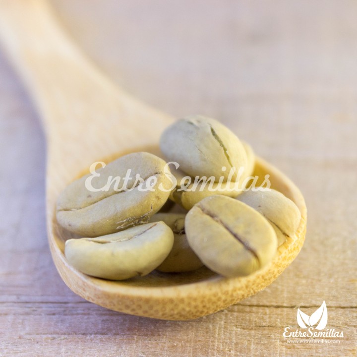 Coffea, Arabica Dwarft' - 5 seeds