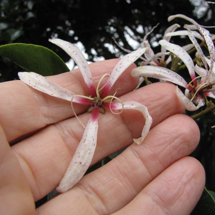 Cape chesnut - 5 seeds
