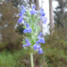 semillas de chia planta salvia