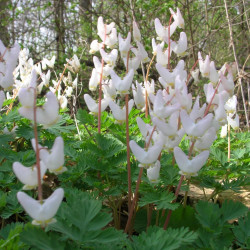 Dicentra cucullaria semillas para sembrar kml185