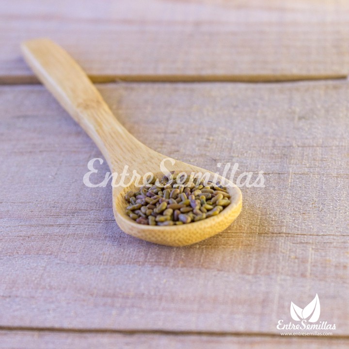Galega - 30 seeds