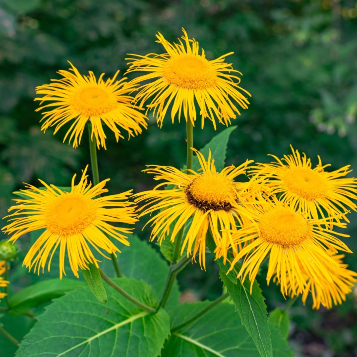 inula helenium seeds
