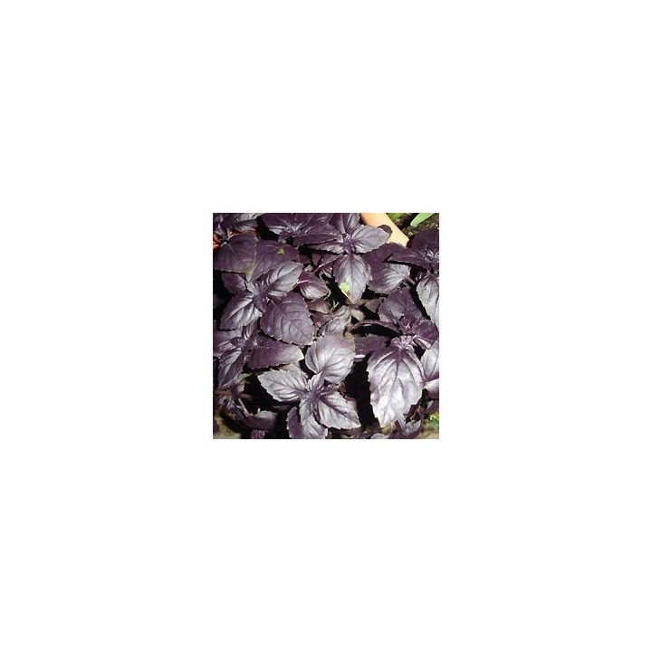 Albahaca morada / Albahaca púrpura